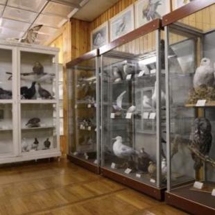 Фотография музея Зоологический музей Сыктывкарского государственного университета