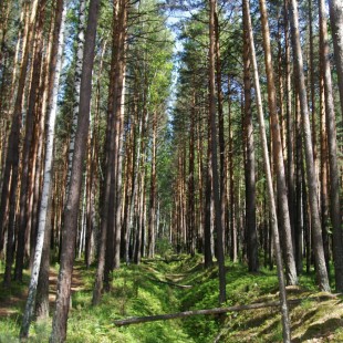 Фотография достопримечательности Национальный парк Припышминские боры