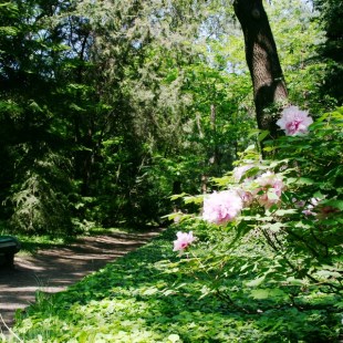Фотография Одесский ботанический сад им. И.Мечникова