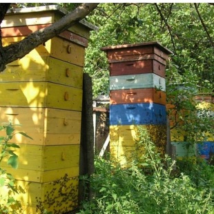Фотография музея Национальный музей пчеловодства