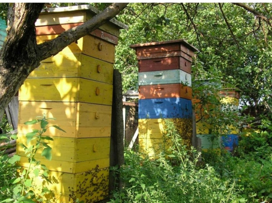 Фотографии музея 
            Национальный музей пчеловодства