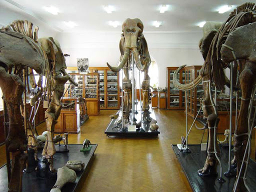 Фотографии музея 
            Зоологический музей Одесского национального университета им. И. И. Мечникова
