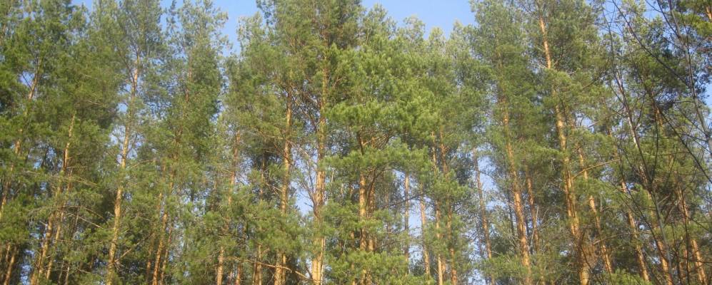 
            Фотография Афонино