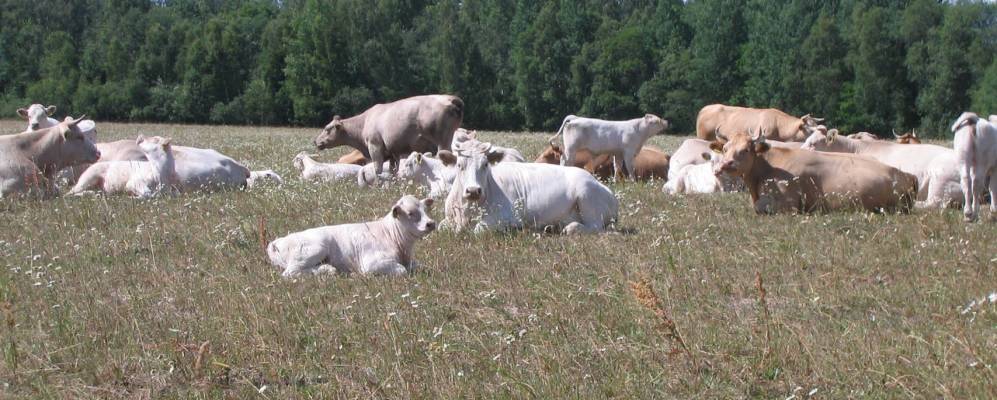 Фотография Пумпури
