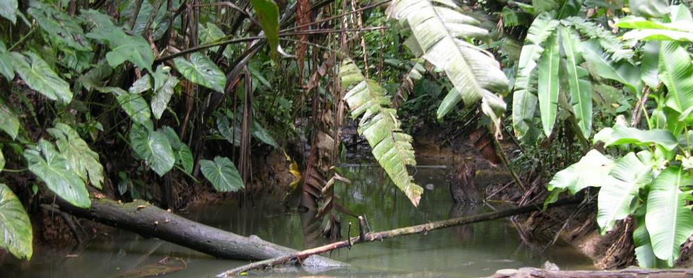 
            Фотография Сунимона