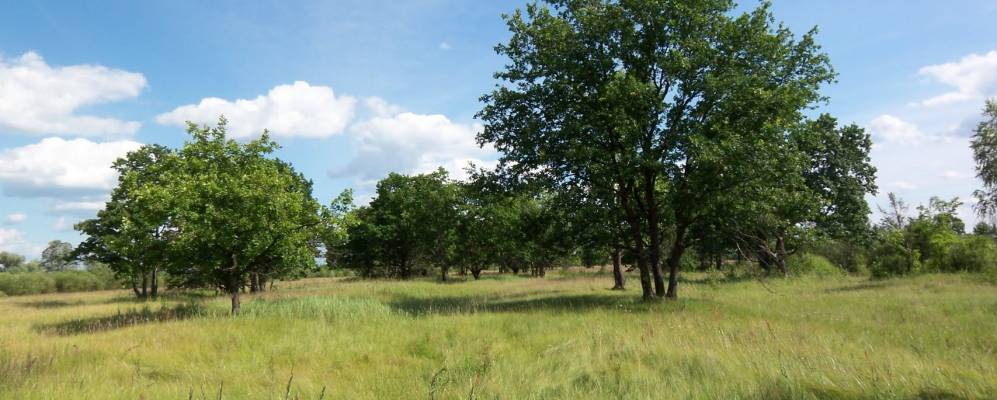 
            Фотография Сельного