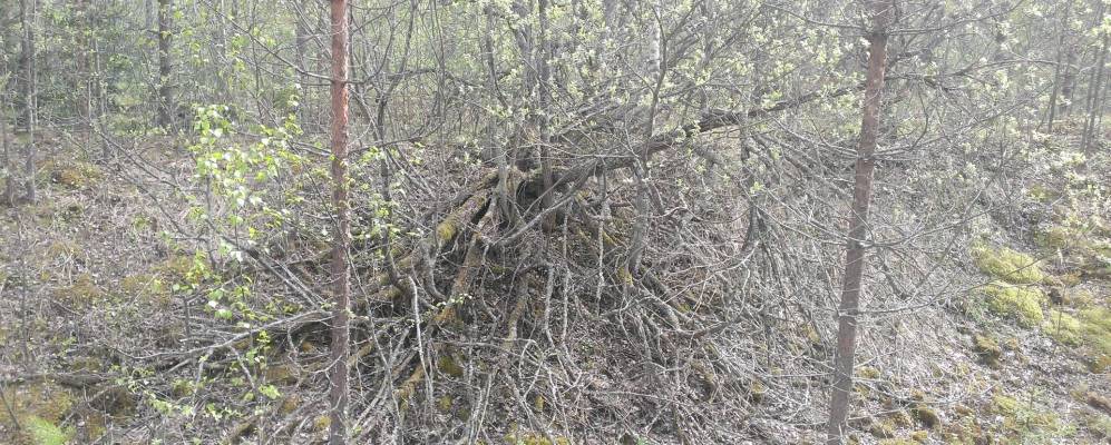 
            Фотография Войпалы