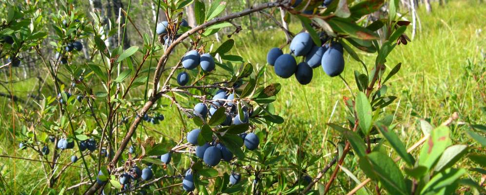 Фотография Лаптево