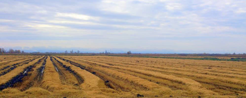 
            Фотография Аушеда