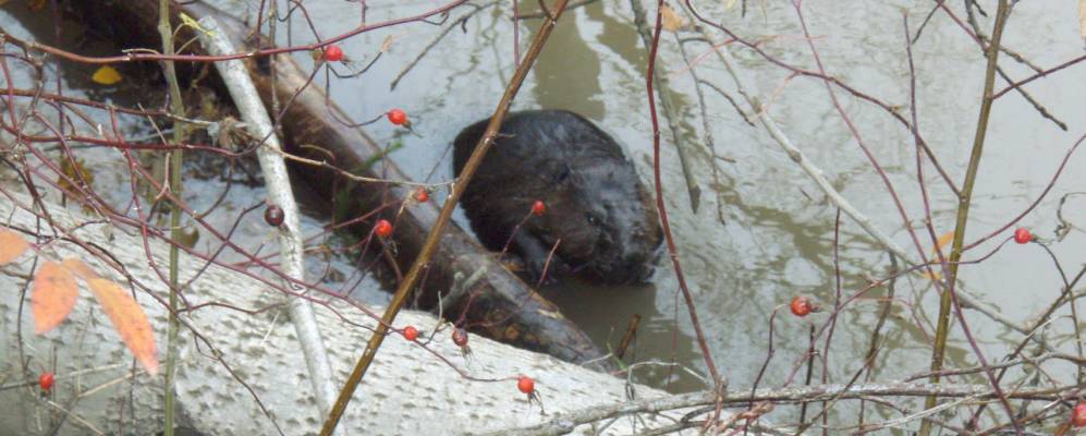 
            Фотография Болгар