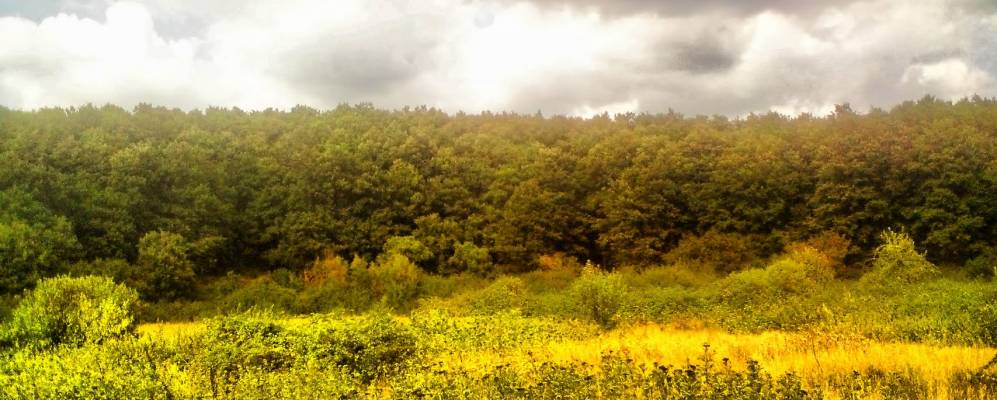 
            Фотография Ветраллы