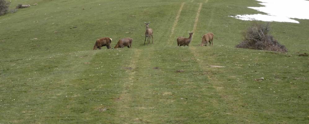
            Фотография Монтенегро-де-Камерос