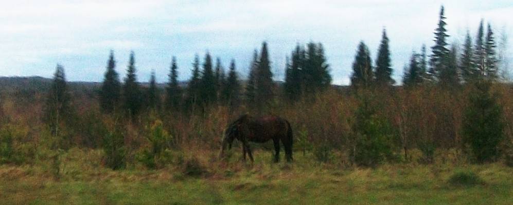 
            Фотография Маскаля