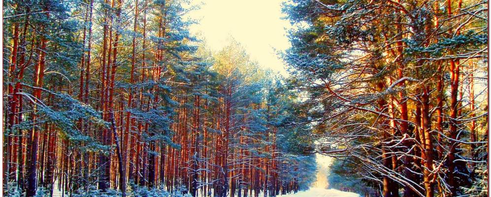 
            Фотография Большой Гоголевки