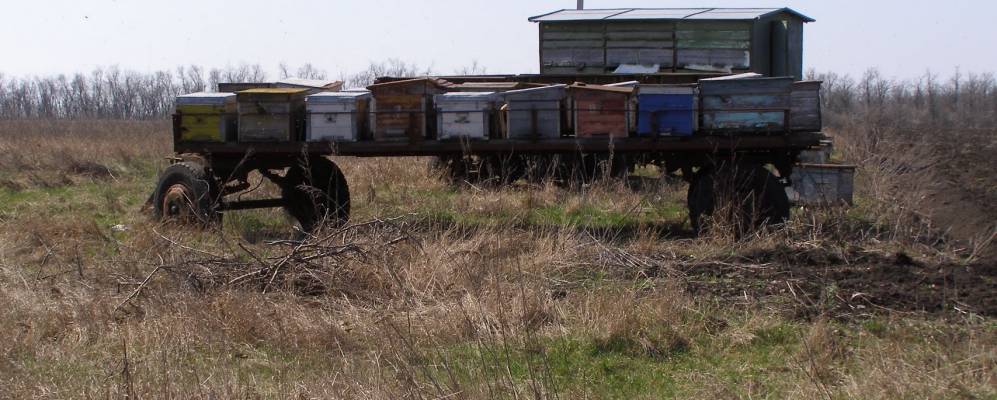 
            Фотография Вишневого