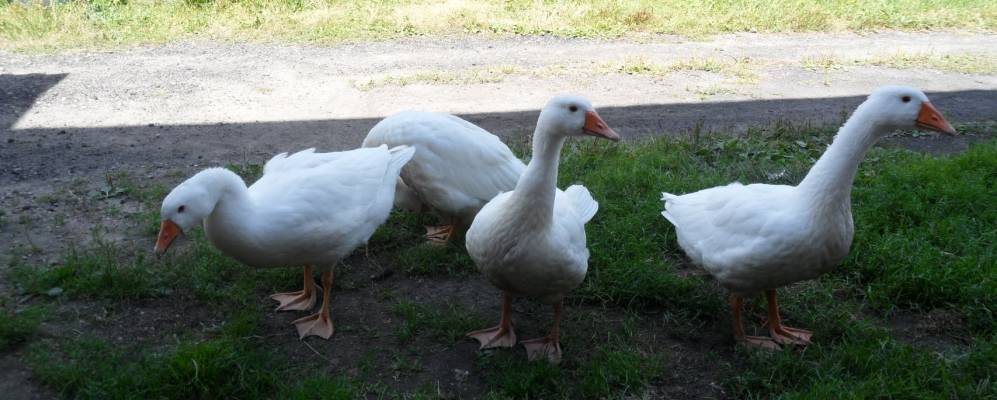 
            Фотография Лапино