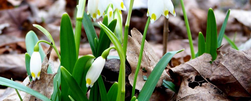 
            Фотография Яблонны