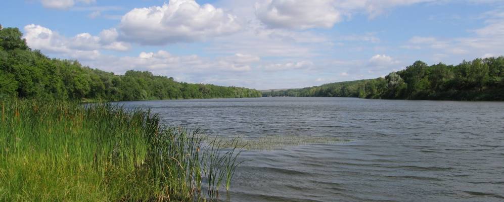 
            Фотография Липова