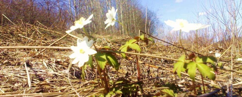 
            Фотография Майского