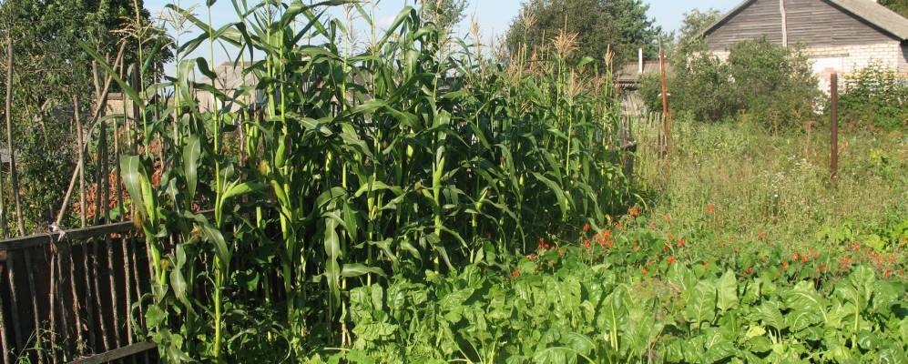 
            Фотография Кошелево