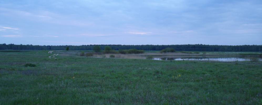 
            Фотография Черничного