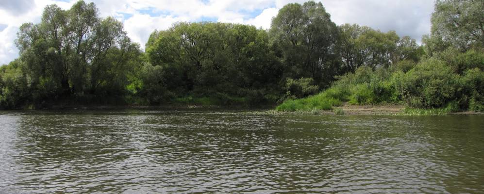 
            Фотография Муравьи