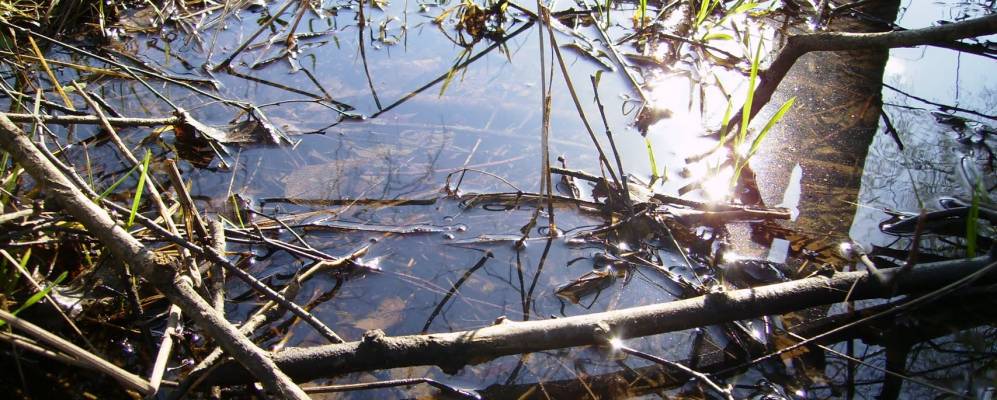 
            Фотография Щипачево