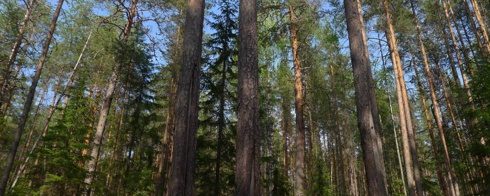 
            Фотография Узких Салм