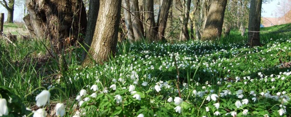 
            Фотография Schopsdorf