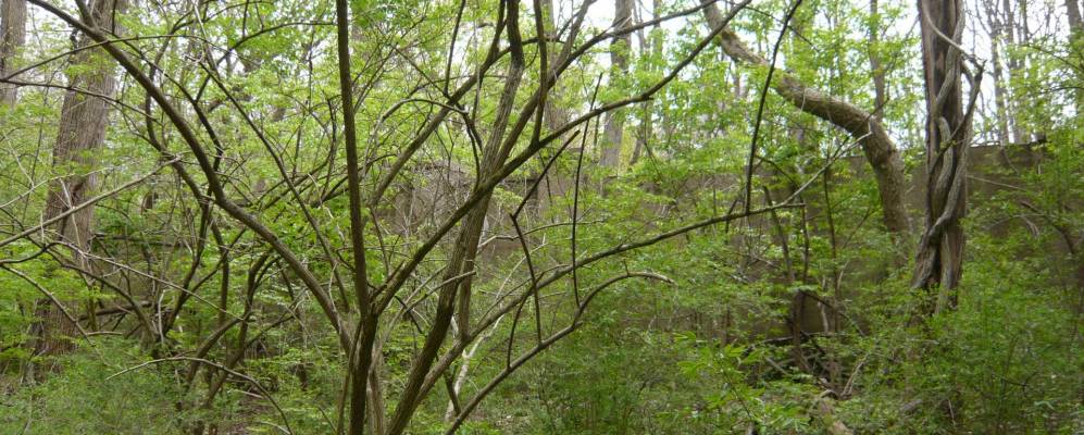 
            Фотография Маттонтауна