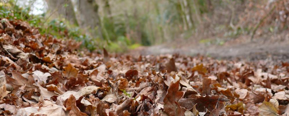 
            Фотография Пледрана