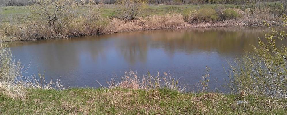 
            Фотография Овсянки