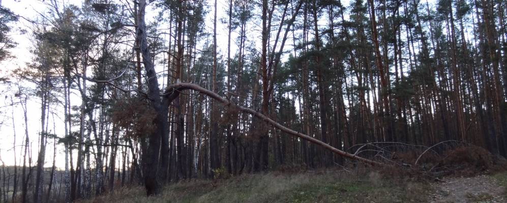 
            Фотография Трудовика