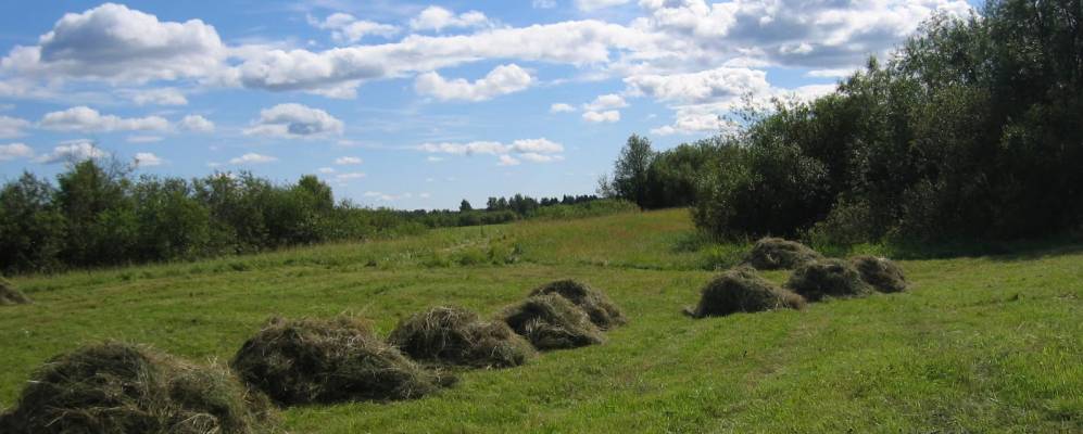 Фотография Смоленца