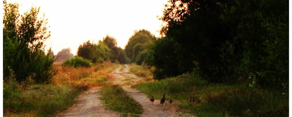Фотография деревни Сиповичи