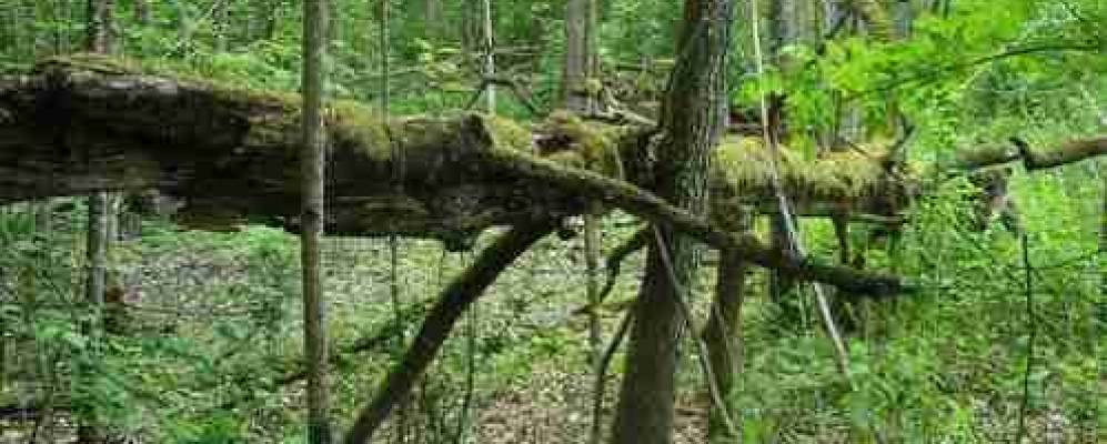 Фотография Тризелниеков