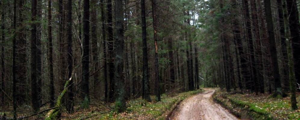 
            Фотография Григоровского