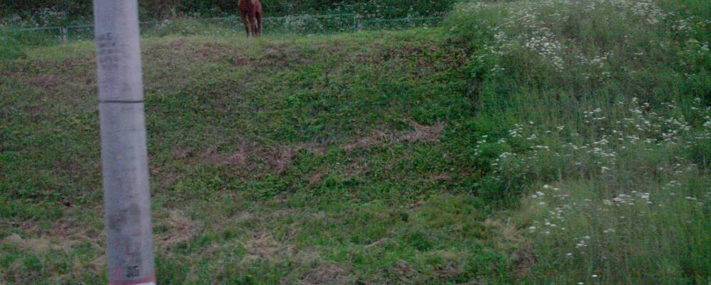 Фотография Яблоньки