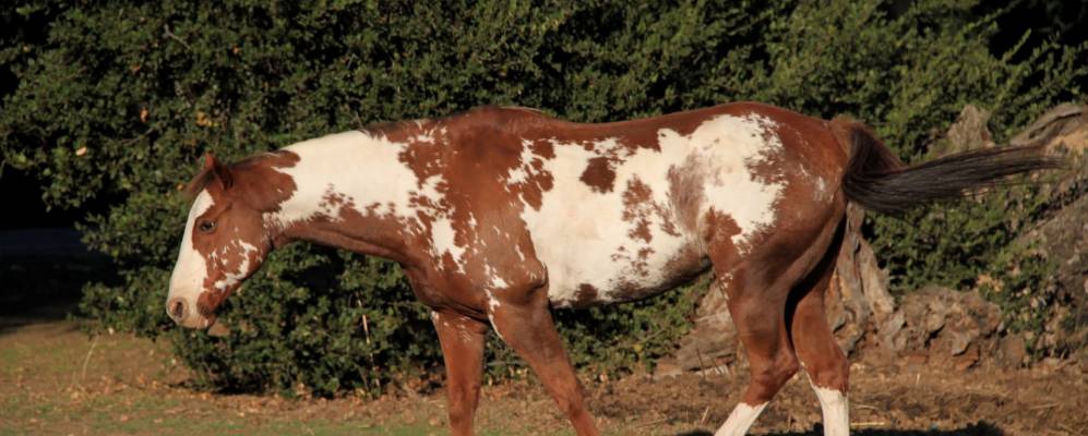 
            Фотография Вудсайда