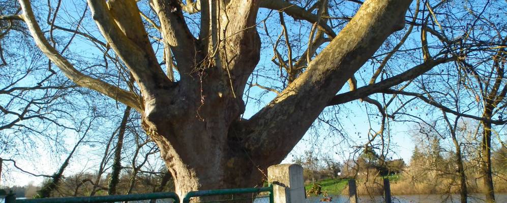 
            Фотография Гардона