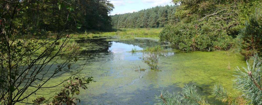 
            Фотография Воли-Добростанской