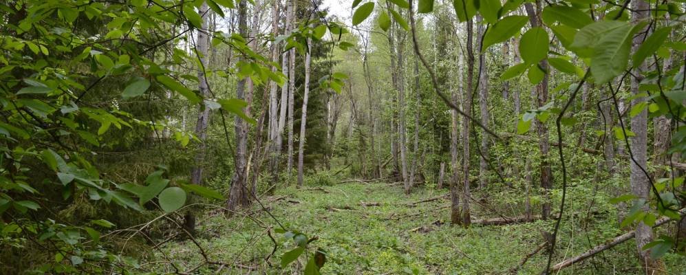 Фотография Моисеево