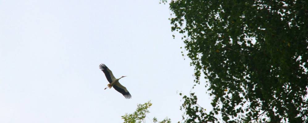 Фотография Лесоучастка