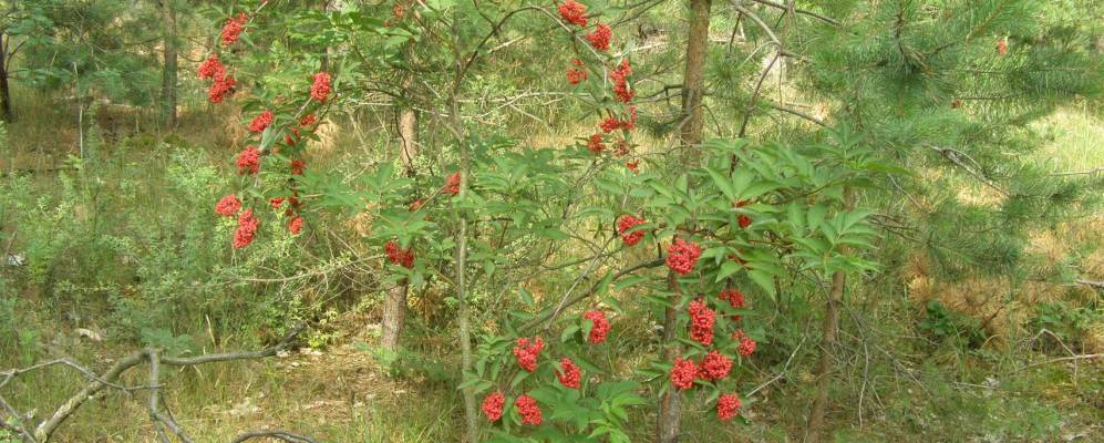 
            Фотография Гейцы