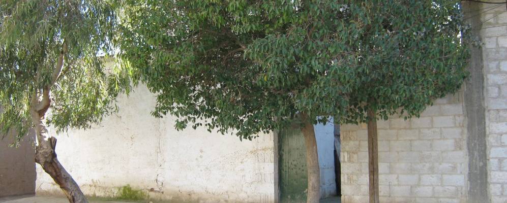 
            Фотография Эс-Сафиры