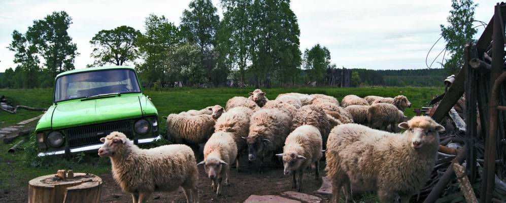 Фотография Русенихи