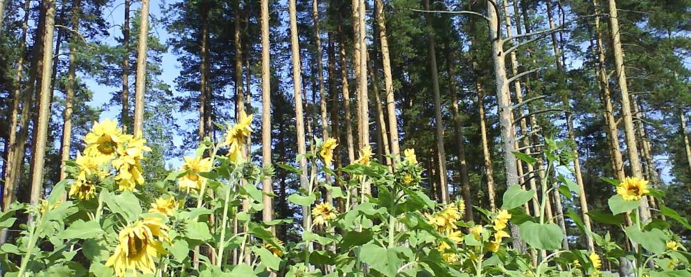 
            Фотография Дудино