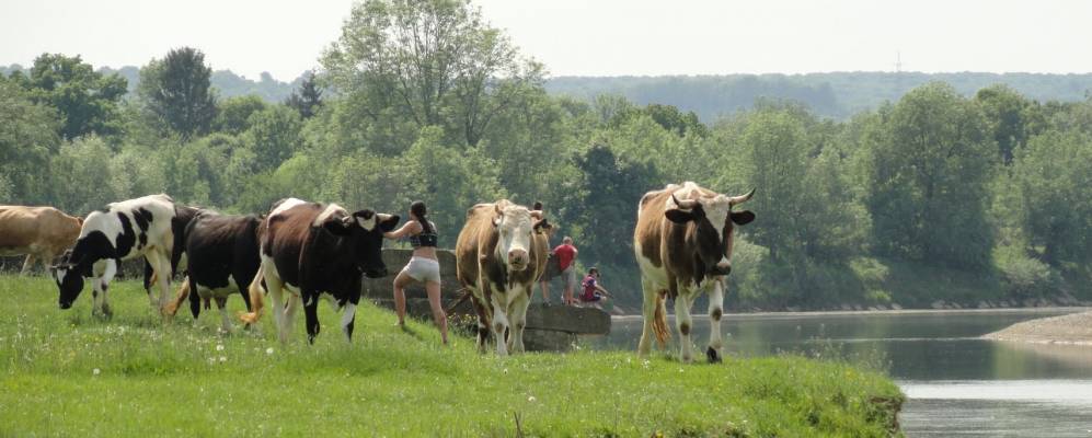 
            Фотография Тенетники