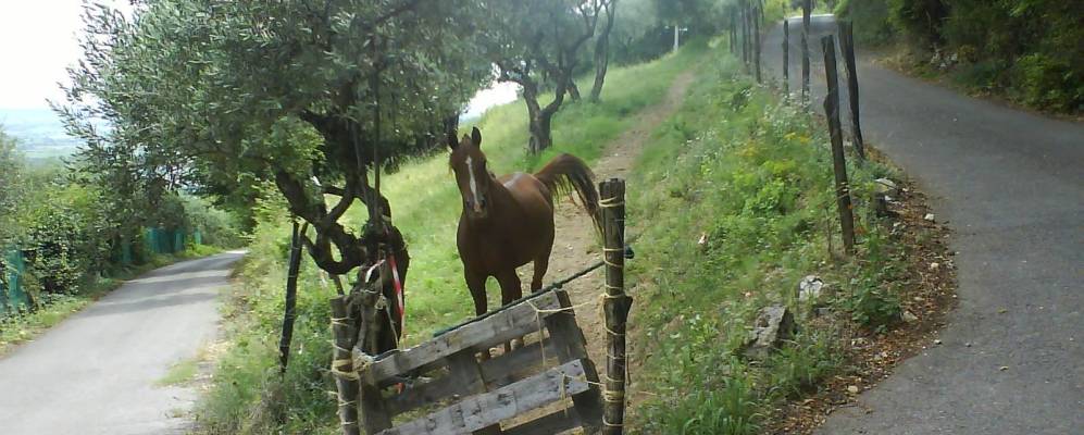 
            Фотография Греццаны