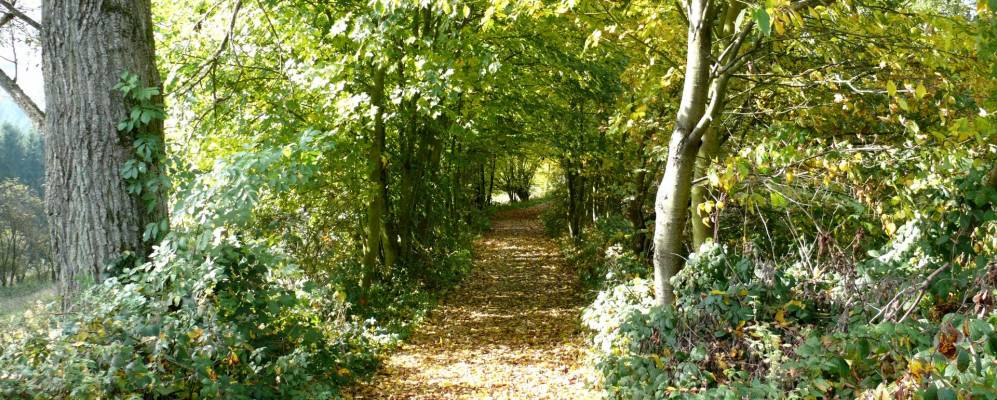 
            Фотография Хилльшайда